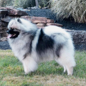 <