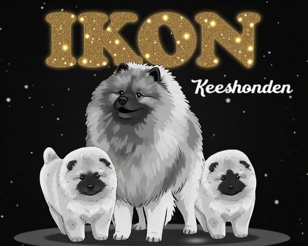 IKON Keeshond